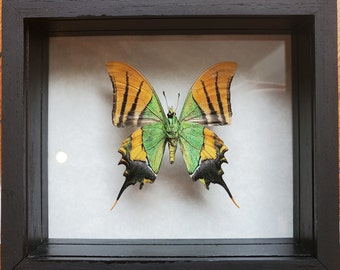 Golden Belt Swallowtail Teinopalpus Imperialis Emperor Of India Doubleglass Frame