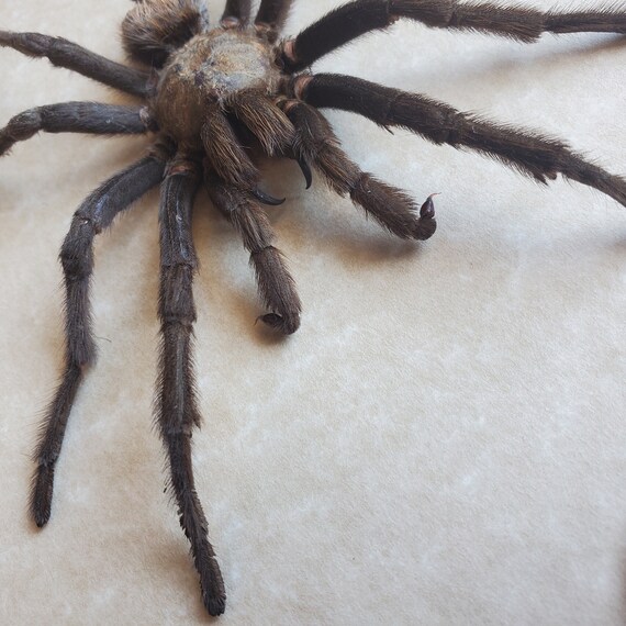 Arizona Blonde Tarantula Aphonopelma Chalcodes Framed Arachnidae Shadowbox Display
