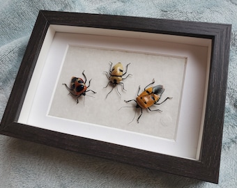 Face Man Trio Stink Bugs Catacanthus Eucorysses Friendship Diversity Display Shadowbox Frame