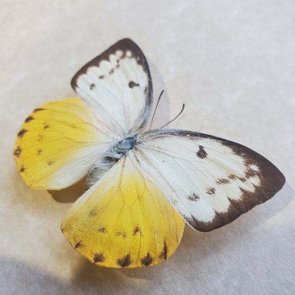 Cloudless Sulphur Butterfly  Phoebis Sennae Framed Lepidoptera Shadowbox