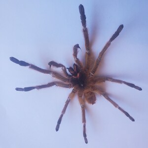 May include: A brown tarantula spider with black legs and hairs on its body. The spider is on a white background.