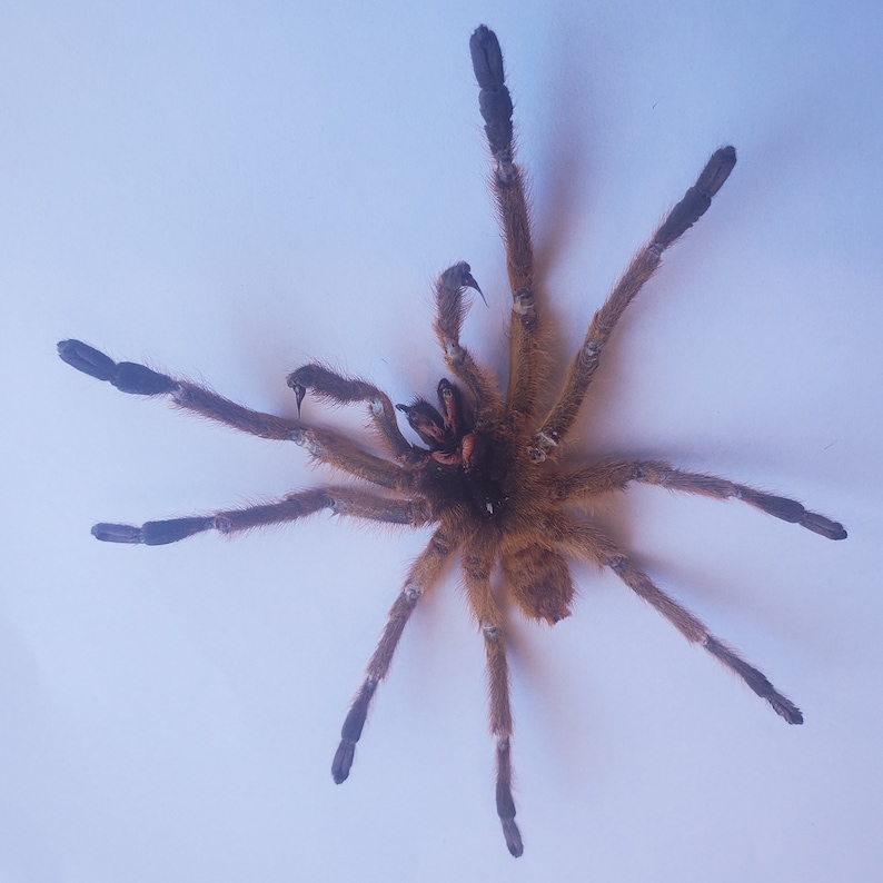 May include: A brown tarantula spider with black legs and hairs on its body. The spider is on a white background.