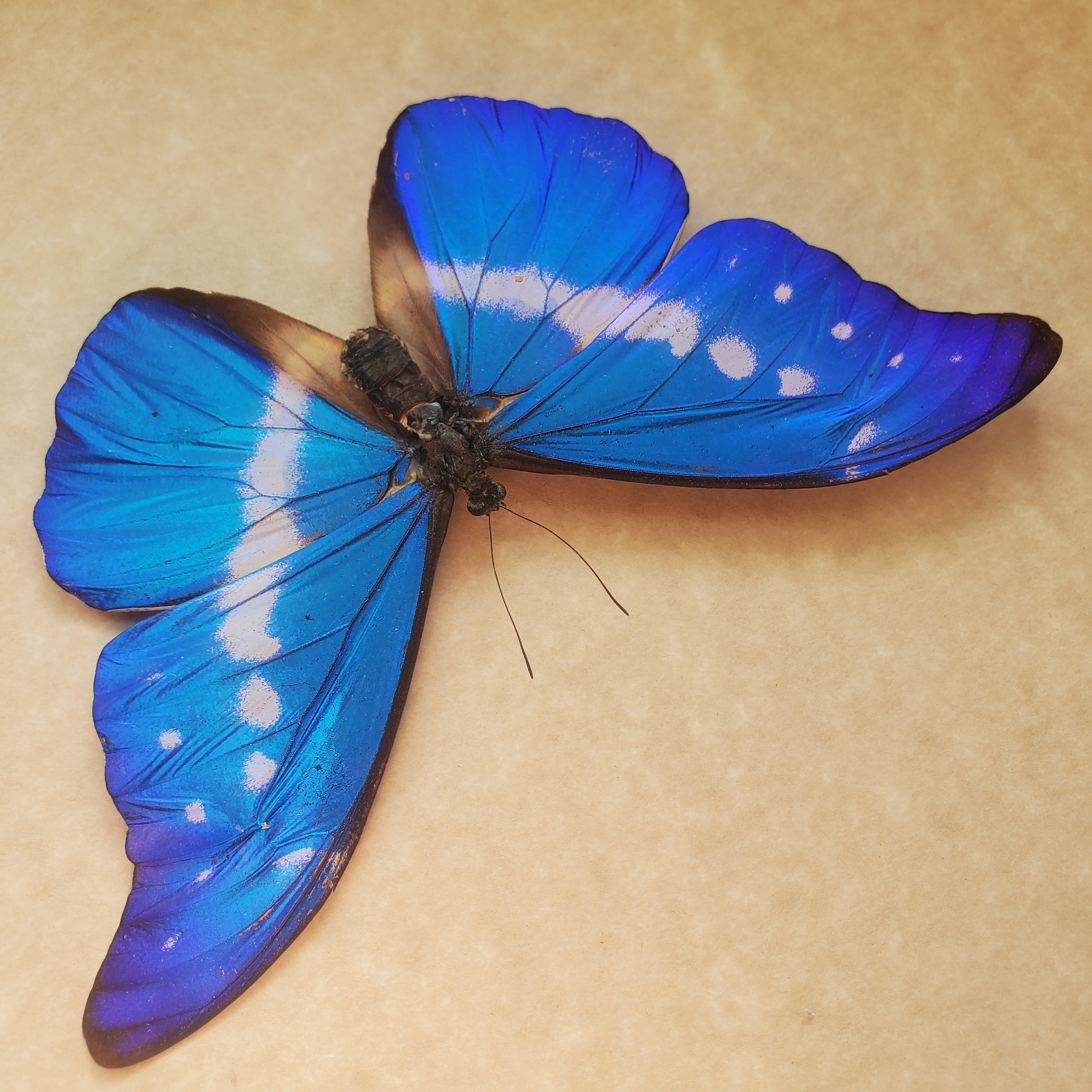 Morpho Rhetenor Helena Butterfly Helena Framed Lepidoptera