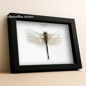 May include: A framed specimen of an Anax junius dragonfly from California, displayed against a white background. The insect features translucent, veined wings and a dark, elongated body. The black frame includes the text Butterflies Artists.