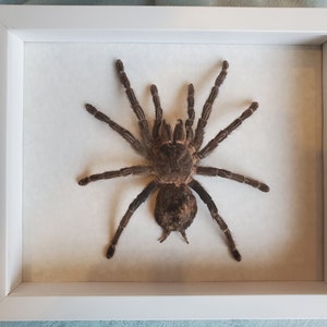 Giant Brazilian Salmon Pink Birdeater Lasiodora parahybana Tarantula Spider Arachnid Shadowbox Display image 3