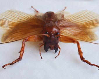 Sia ferox Indonesia (ID) - Pair of unmounted real cricket for