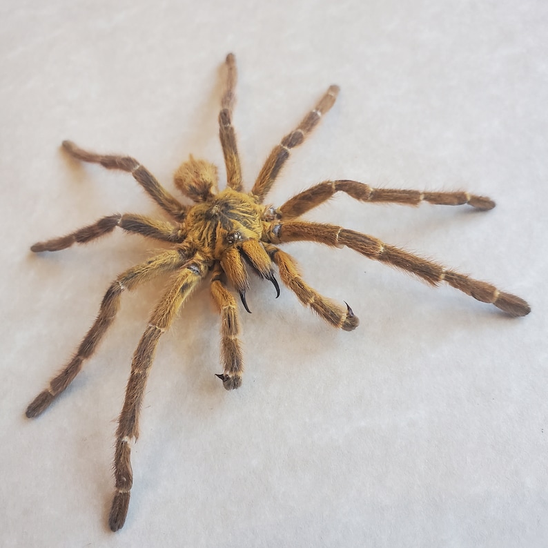 May include: A close-up of a brown tarantula spider with hairy legs and black fangs. The spider is on a white surface.