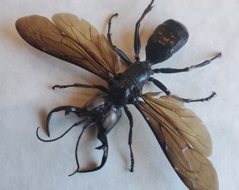 スズメバチの王 (メガラ ガルーダ) の実物標本。スズメバチ。ハチ