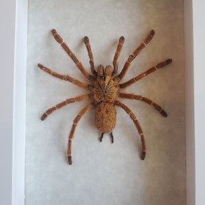 May include: A framed tarantula specimen. The spider is a light brown colour with long, hairy legs and a textured body. The frame is white, and the background is a light, off-white colour.