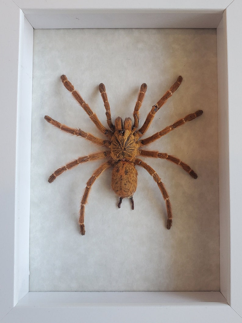 May include: A framed tarantula specimen. The spider is a light brown colour with long, hairy legs and a textured body. The frame is white, and the background is a light, off-white colour.
