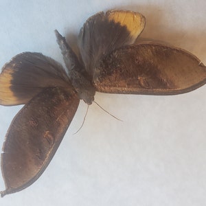 May include: A brown and black moth with yellow markings on its wings. The moth is spread out with its wings open.