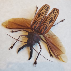 May include: A large, brown and black beetle with intricate markings on its wings. The beetle is mounted on a white background with its wings spread out.