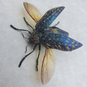 Puede incluir: Un escarabajo azul y marrón con alas iridiscentes. El escarabajo tiene patas largas y antenas. El escarabajo está montado sobre un fondo blanco.