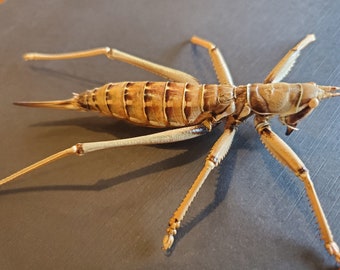 Predatory Jordan Katydid Saga Ephippigera Bush Cricket Framed Orthoptera Shadowbox