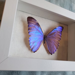 Morpho Aurora Bright Blue Butterfly Lepidoptera Displayed Double Glass Frame Shadowbox image 3