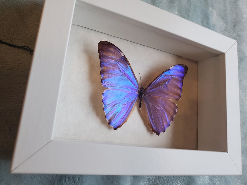 Morpho Aurora Bright Blue Butterfly Lepidoptera Displayed Double Glass Frame Shadowbox image 3