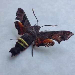 May include: A brown and black moth with yellow and green stripes on its abdomen. The moth has orange and brown wings with a white background.