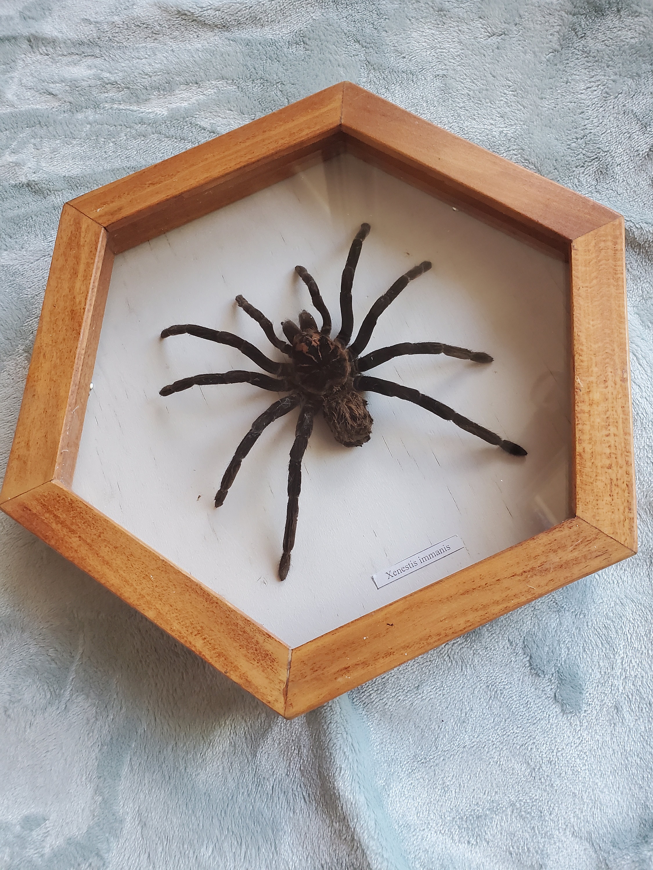 Xenesthis Immanis コロンビアのレッサーブラックタランチュラ バード