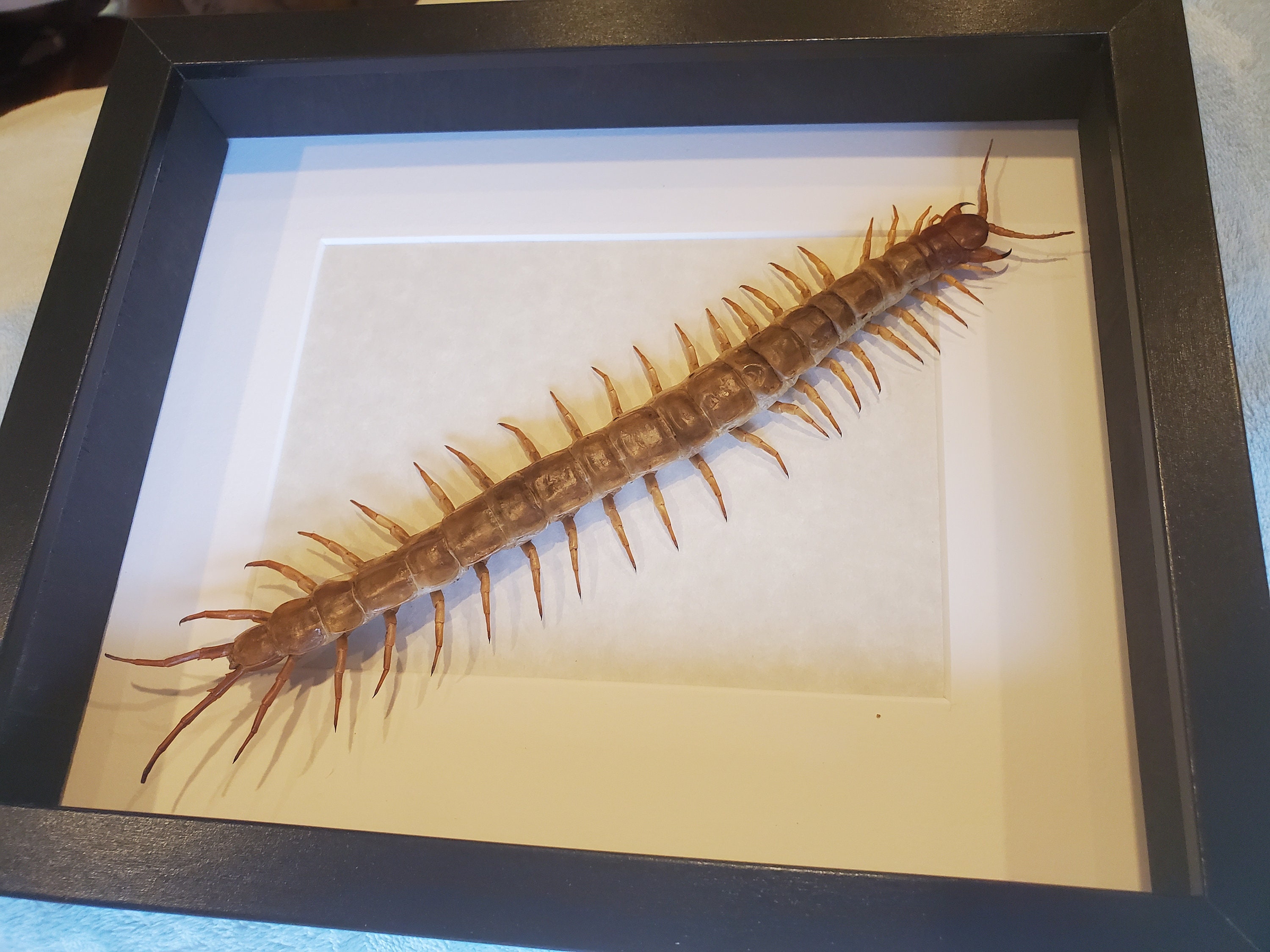 Amazonian Giant Centipede