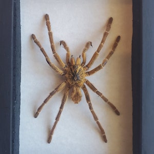 May include: A framed brown tarantula specimen with eight legs and a hairy body. The spider is mounted on a white background inside a black frame.