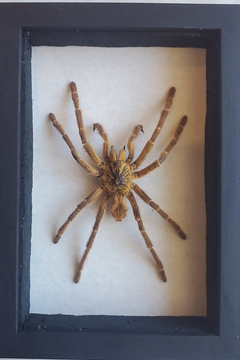 May include: A framed brown tarantula specimen with eight legs and a hairy body. The spider is mounted on a white background inside a black frame.