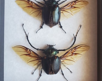 Long Armed Beetle Cheirotonus Jansoni Pair Framed Scarabaeidae Shadowbox Display