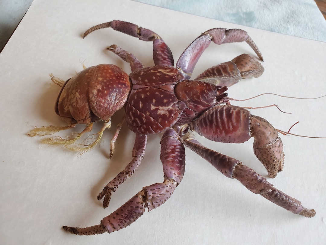 Coconut Crab Birgus Latro Hermit Robber Crustacean Arthropod in