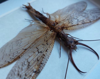 1 A-1 Corydalidae Sp.50mm Vietnam Giant Dobsonfly Female - Etsy