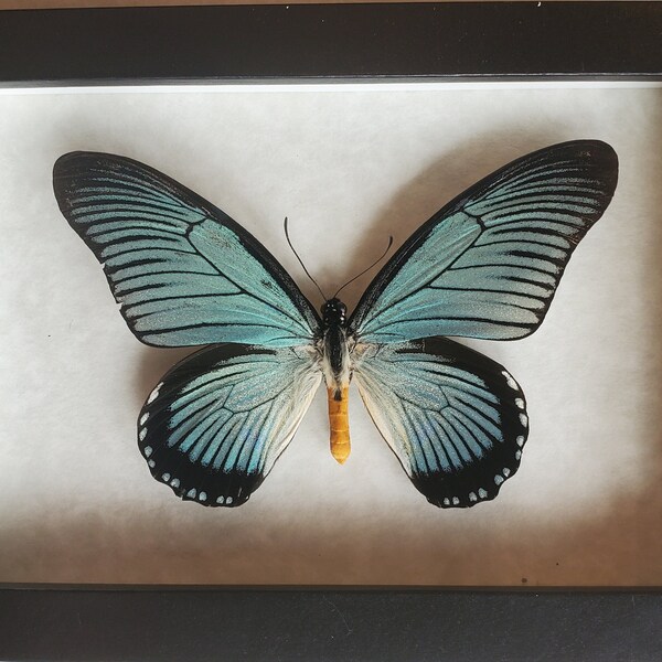 Giant Blue Swallowtail Papilio Zalmoxis Framed Lepidoptera Shadowbox Display