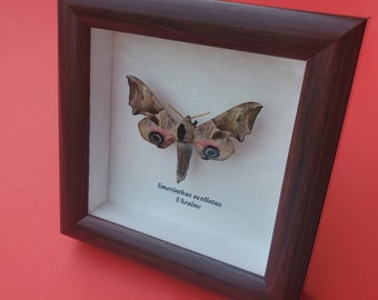 Eyed Sphinx Hawk Moth Smerinthus Ocellatus Framed Lepidoptera Shadowbox