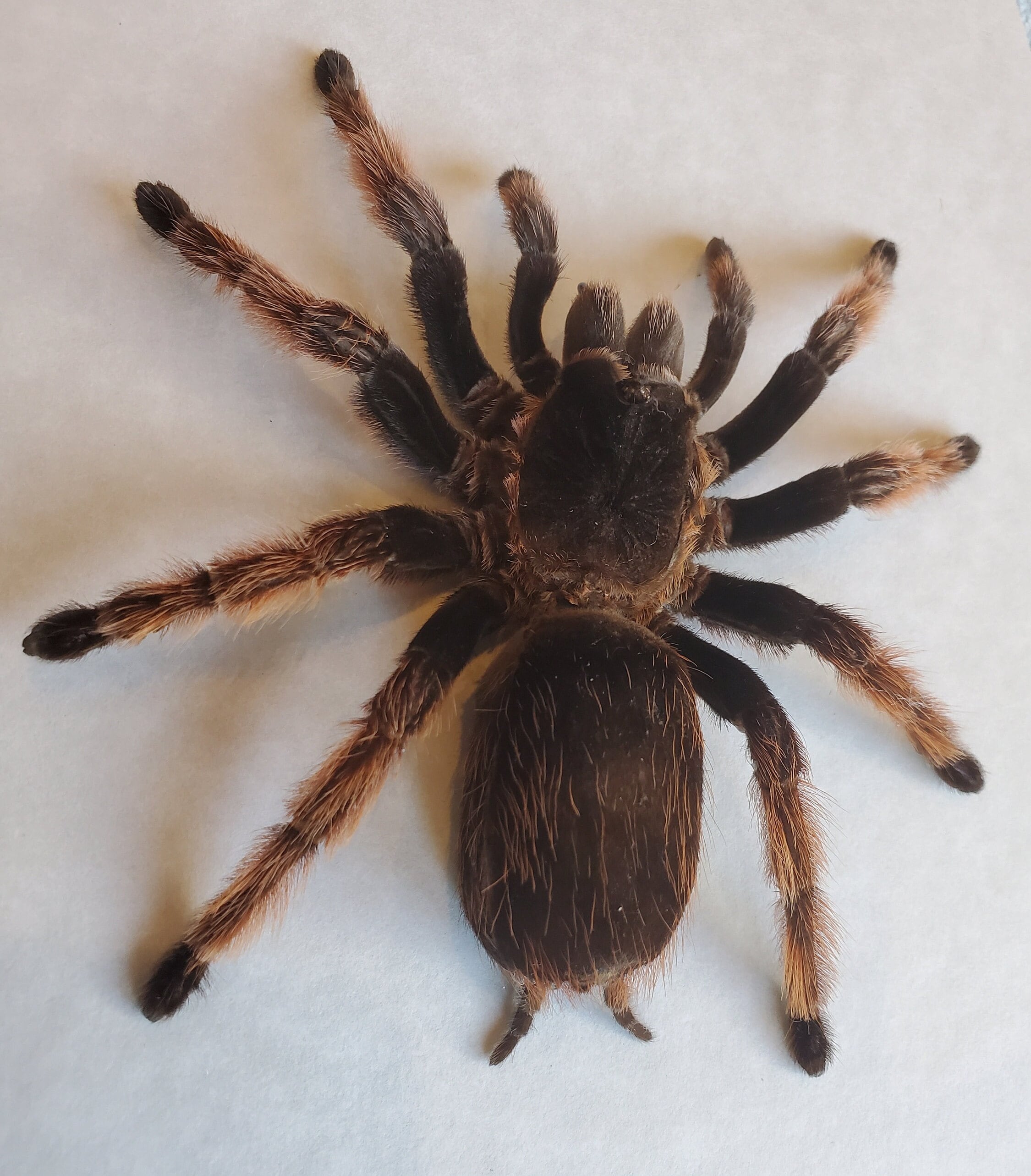 Brachypelma Klaasi Mexican Pink Tarantula Bird Eater Spider