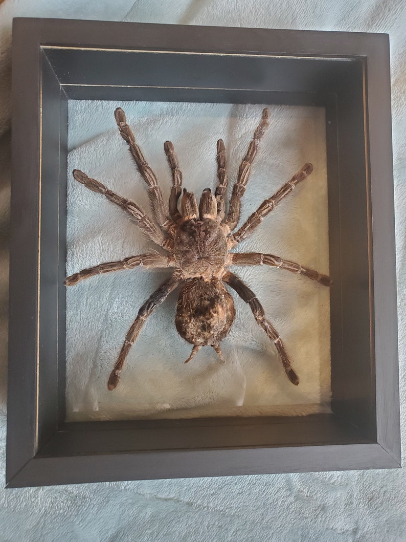 Giant Brazilian Salmon Pink Birdeater Lasiodora parahybana Tarantula Spider Arachnid Shadowbox Display image 4