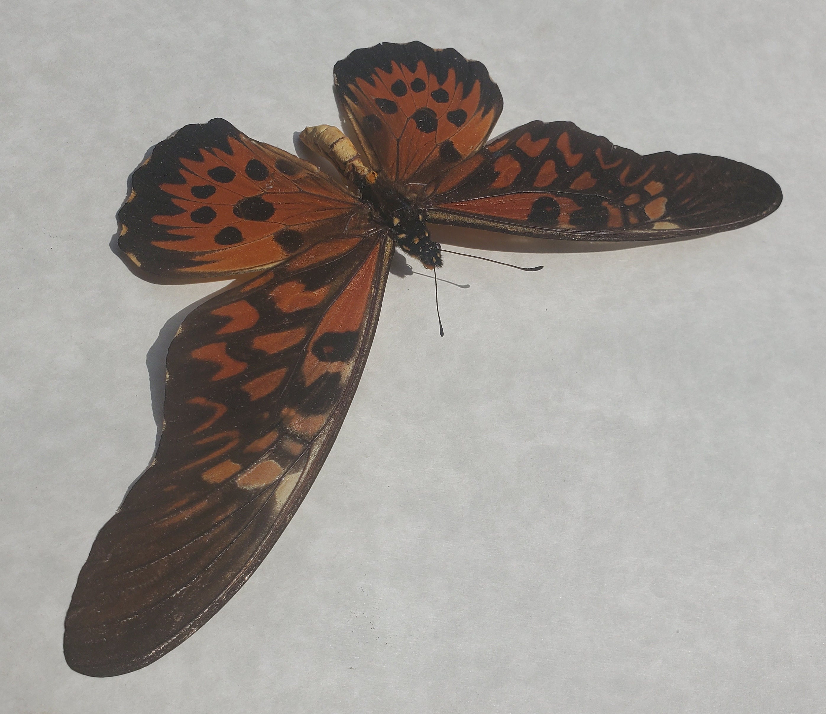 Papilio Antimachus African Giant Broadest Wings Sail Butterfly