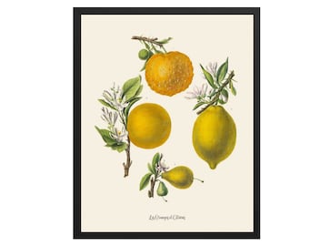 Vintage Lemon Botanical Print: Kitchen Wall Art