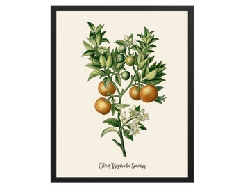 Vintage Orange Botanical Print: Citrus Kitchen Wall Art
