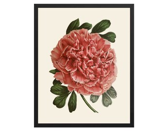 Pink Rose Botanical Print: Vintage Floral Wall Art
