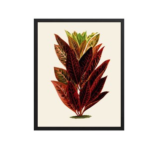 Red Botanical Art | Botanical Prints, Red Flower Print, Botanical Wall Art, Kitchen Print, Kitchen Art, Kitchen Wall Art, Farmhouse Art