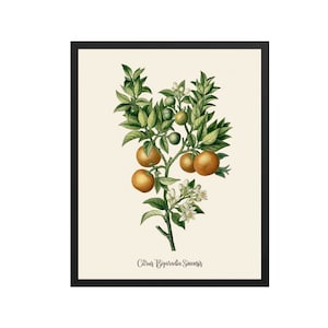 Vintage Citrus Print | Botanical Prints, Vintage Fruit, Botanical Wall Art, Fruit Prints, Orange Print, Kitchen Print, Kitchen Art