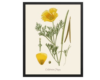 California Poppy Print | Botanical Prints, Yellow Flower Print, Botanical Wall Art, Kitchen Print, Kitchen Wall Art, Farmhouse Art