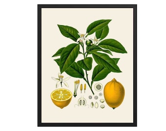 Vintage Lemon Botanical Print: Kitchen Wall Art