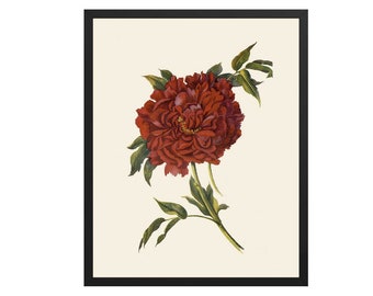 Red Peony Botanical Print: Vintage Style Kitchen Wall Art