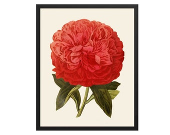 Red Peony Print: Vintage Botanical Wall Art