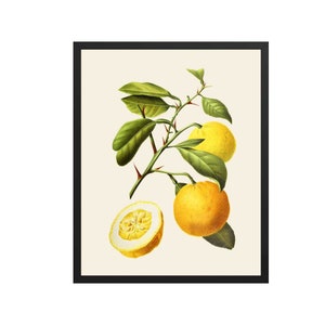 Vintage Citrus Print | Botanical Prints, Vintage Fruit, Botanical Wall Art, Fruit Prints, Kitchen Print, Kitchen Art, Kitchen Wall Art