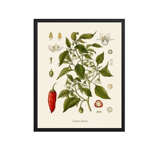 Vintage Vegetable Print | Botanical Prints, Vintage Pepper Art, Botanical Wall Art, Vegetable Decor, Kitchen Print, Kitchen Art