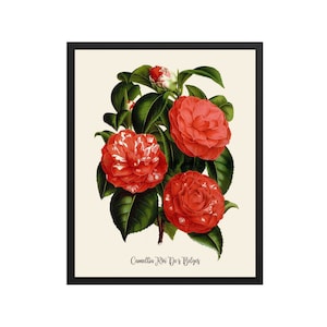 Vintage Camellia Botanical Print | Botanical Prints, Flower Print, Botanical Wall Art, Kitchen Print, Camellia Art, Kitchen Wall Art