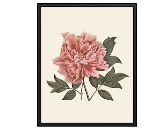Pink Peony Botanical Print: Archival Flower Wall Art