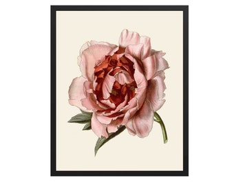 Stampa botanica di rosa rosa: arte murale floreale d'archivio
