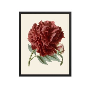 Red Rose Print | Botanical Prints, Red Flower Print, Botanical Wall Art, Kitchen Print, Rose Wall Decor, Kitchen Wall Art, Farmhouse Art