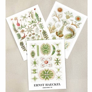 Ernst Haeckel Prints Set of 3, Scientific Poster, Haeckel Wall Art, Marine Life Prints, Haeckel Poster, Nature Art, Sea Animals, Sea Plants