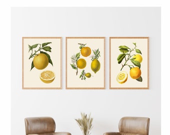 Vintage Fruit Set of 3 Prints: Botanical Kitchen Wall Art
